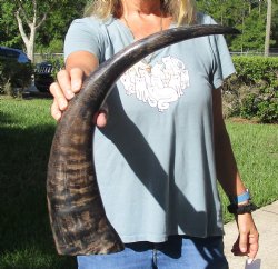 Authentic 23 inch Semi polished buffalo horn - For Sale for $28