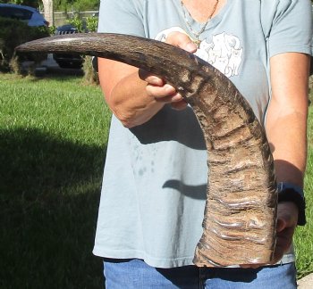 Buy this Authentic 25 inch B-Grade Semi polished buffalo horn for $20