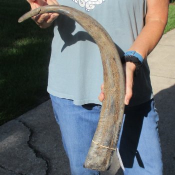 28" Natural, Unpolished Water Buffalo Horn - $21