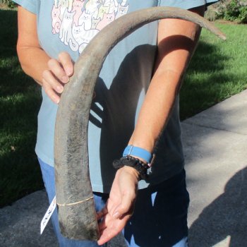 28" Natural, Unpolished Water Buffalo Horn - $21