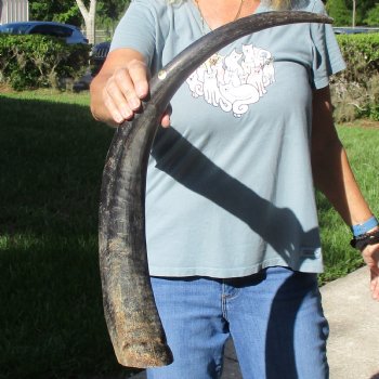 28" Natural, Unpolished Water Buffalo Horn - $21