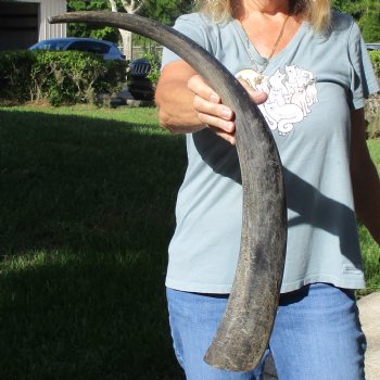 28" Natural, Unpolished Water Buffalo Horn - $21