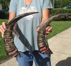 17 and 19 inch B-Grade Semi polished buffalo horns - For Sale for $20