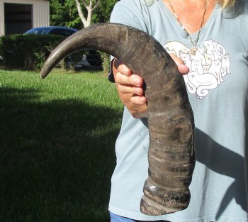 Buy this Authentic 20 inch Semi polished buffalo horn - $20