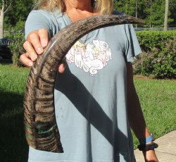 20 inch Semi polished buffalo horn - For Sale for $20