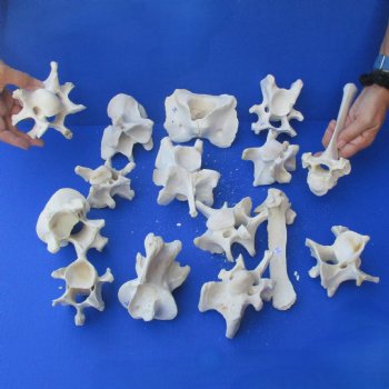 15 Water Buffalo Vertebrae Bones, 3" to 8" - $40