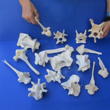 18 Water Buffalo Vertebrae Bones, 3" to 8" - $48