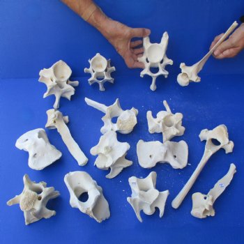 15 Water Buffalo Vertebrae Bones, 3" to 8" - $40