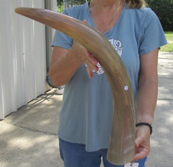 24 inch Tan Cow/Cattle buffalo horn, available for sale $22