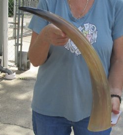 Genuine 24 inch Tan Cow/Cattle buffalo horn for $22