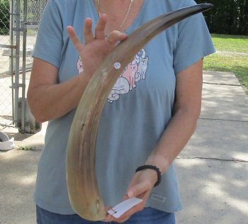 Genuine 24 inch Tan Cow/Cattle buffalo horn for $22