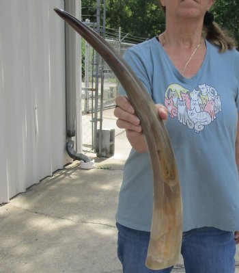 Authentic 24 inch Tan Cow/Cattle buffalo horn for $22