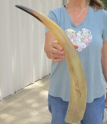 Authentic 23 inch Tan Cow/Cattle buffalo horn for $22