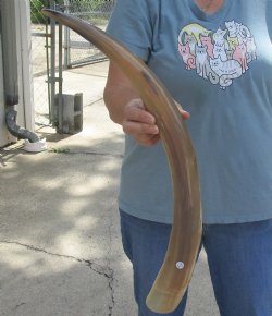 Genuine 24 inch Tan Cow/Cattle buffalo horn for $22