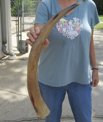 Genuine 24 inch Tan Cow/Cattle buffalo horn for $22