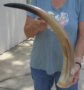 25 inch Tan Cow/Cattle buffalo horn, available for sale $22