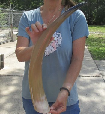 24 inch Tan Cow/Cattle buffalo horn, available for sale $22