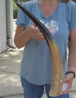 23 inch Tan Cow/Cattle buffalo horn for $22
