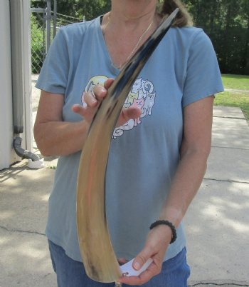 23 inch Tan Cow/Cattle buffalo horn for $22