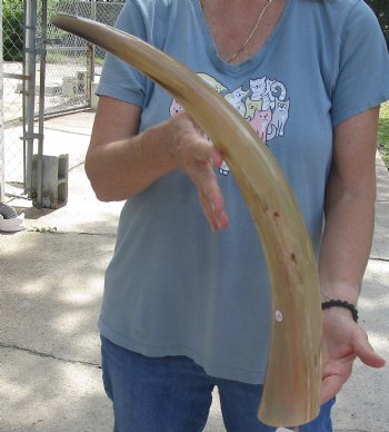 23 inch Tan Cow/Cattle buffalo horn for $22