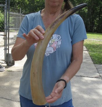 23 inch Tan Cow/Cattle buffalo horn for $22