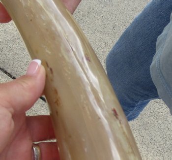 23 inch Tan Cow/Cattle buffalo horn for $22