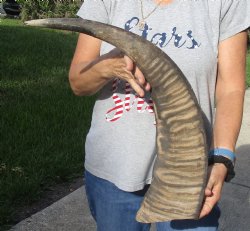 B-Grade Natural Water Buffalo horn 27 inches for sale $28