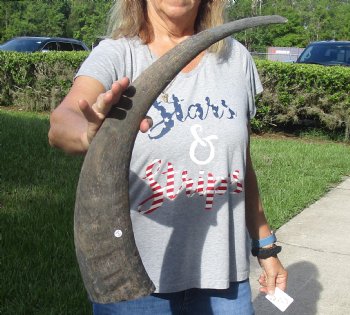 Natural Water Buffalo horn 26 inches, buy now for $28