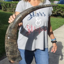 Huge Natural Water Buffalo horn 33 inches for sale $32