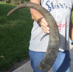 Natural Water Buffalo horn 27 inches, buy now for $28