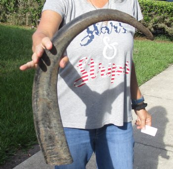 Natural Water Buffalo horn 27 inches, buy now for $28