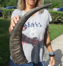 Authentic Natural Water Buffalo horn 23 inches for sale $28