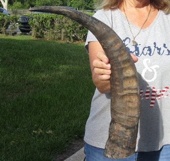 Authentic Natural Water Buffalo horn 24 inches for sale $28