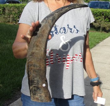 Authentic Natural Water Buffalo horn 24 inches for sale $28