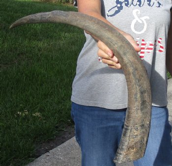  Natural Water Buffalo horn 27 inches for horn craft $28