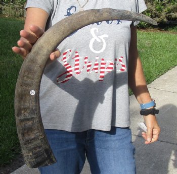  Natural Water Buffalo horn 27 inches for horn craft $28