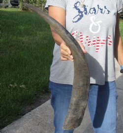 Natural Water Buffalo horn 28 inches for horn craft $28
