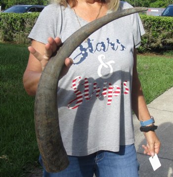 Natural Water Buffalo horn 28 inches for horn craft $28