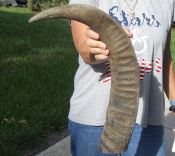 Authentic Natural Water Buffalo horn 24 inches for sale $28