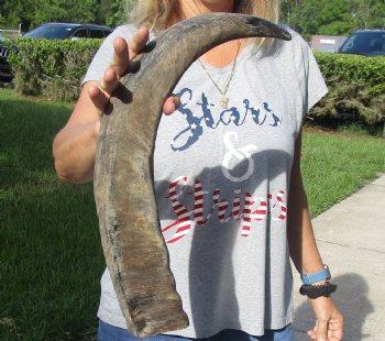 Authentic Natural Water Buffalo horn 24 inches for sale $28