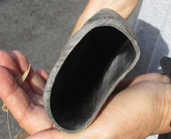 Authentic Natural Water Buffalo horn 24 inches for sale $28