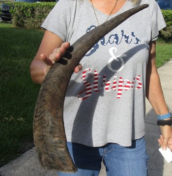 Natural Water Buffalo horn 28 inches for horn craft $28