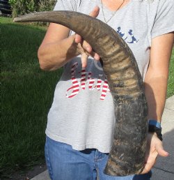 Natural Water Buffalo horn 27 inches, buy now for $28