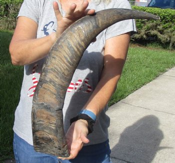 Natural Water Buffalo horn 27 inches, buy now for $28