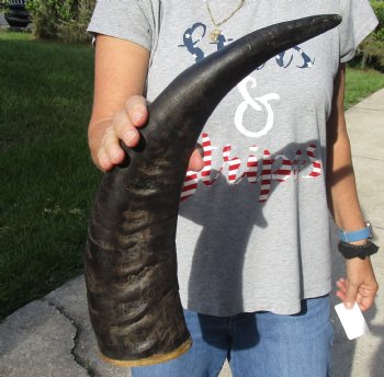 20" Natural Water Buffalo horn on wood base for sale $20