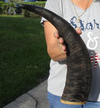 20" Natural Water Buffalo horn on wood base for sale $20