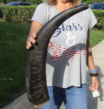 26" Natural Water Buffalo horn on wood base for sale $28