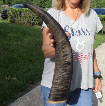 26" Natural Water Buffalo horn on wood base for sale $28