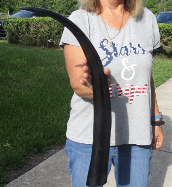 28 inch long polished buffalo horn from an Indian water buffalo for horn craft - $21