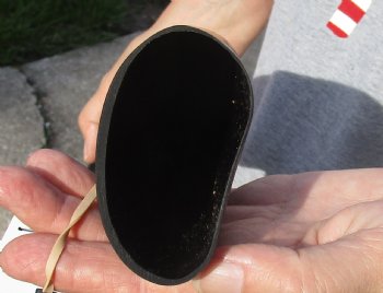 28 inch long polished buffalo horn from an Indian water buffalo for horn craft - $21